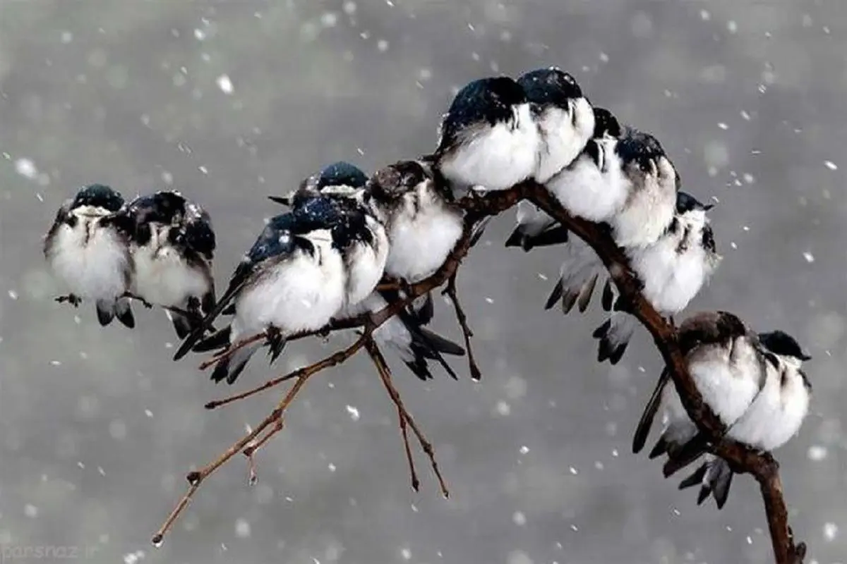 تصویر جالب پناه بردن پرندگان از سرما به لاستیک خودرو+ فیلم