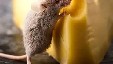 تصاویر چندش‌آور از پرسه یک موش میان سینی‌های قنادی/ویدیو 