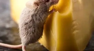 تصاویر چندش‌آور از پرسه یک موش میان سینی‌های قنادی/ویدیو 