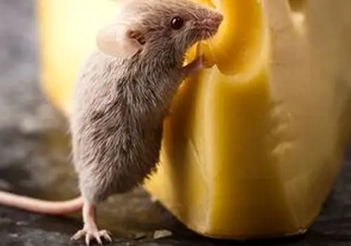 تصاویر چندش‌آور از پرسه یک موش میان سینی‌های قنادی/ویدیو 