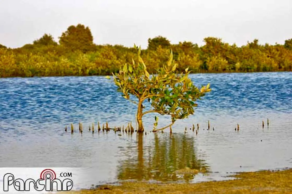 پارک نایبند؛ بهشت ایران در زمستان
