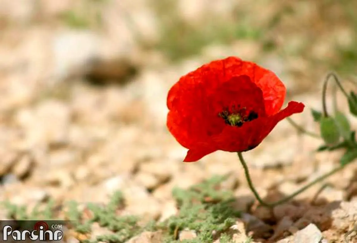 بهار؛ قدری نزدیک‌تر