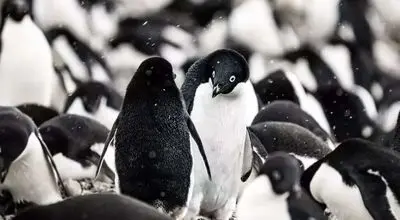 لحظه هولناک شکار پنگوئن توسط شیر‌ کوهی+فیلم