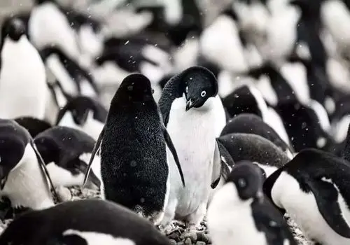 لحظه دیدنی پذیرش توله خرس کوچک توسط خرس قطبی + فیلم
