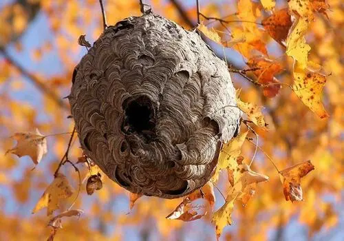 معمای بقا: رازهای استراتژی کرم ابریشم در دنیای پرخطر! + فیلم