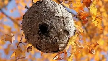 این پرنده کوچک یک نابغه معماری است+ فیلم