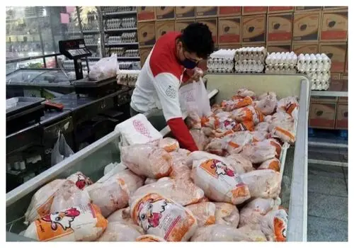  قیمت مرغ برای امروز ۱۹ تیر ۱۴۰۵ + جدول