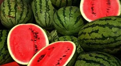 تصویری شگفت انگیز  از بزرگ ترین هندوانه جهان+ فیلم