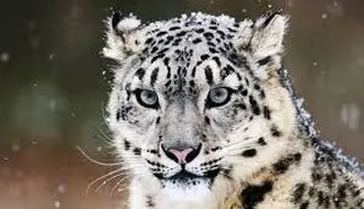 لحظه نادر شکار سه‌گانه پلنگ در دل طبیعت + فیلم
