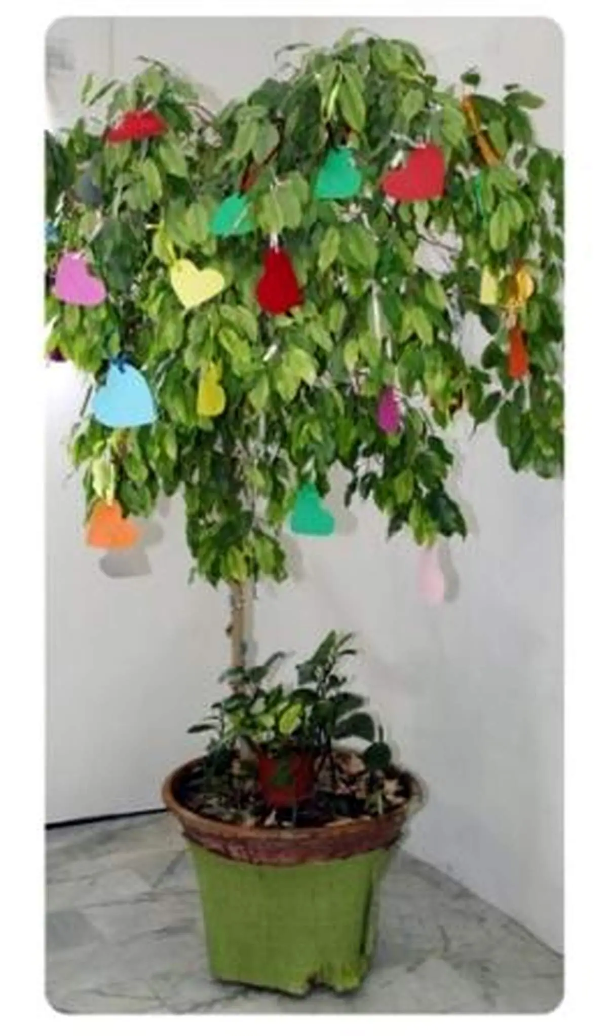 درخت آرزوها: وقتی که هر شب «لیلة الرغائب» می‌شود