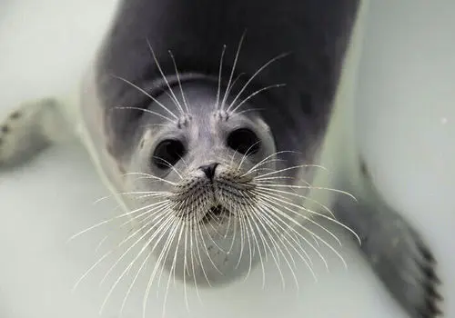 انتشار نخستین تصاویر زیرآبی از کوچک‌ترین فُک قطبی + عکس

