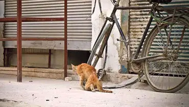عکس: گربه‌ٔ مجروح، حمص، سوریه