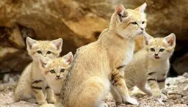مشاهده گونه کمیاب گربه‌شنی در عباس آباد نایین