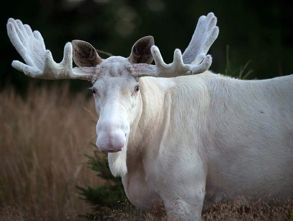 تصاویری نادر از گشت و گذار گوزن‌های سفید آلبینو+ فیلم