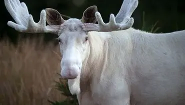 تصاویری نادر از گشت و گذار گوزن‌های سفید آلبینو+ فیلم