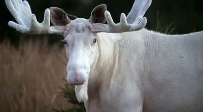 تصاویری نادر از گشت و گذار گوزن‌های سفید آلبینو+ فیلم