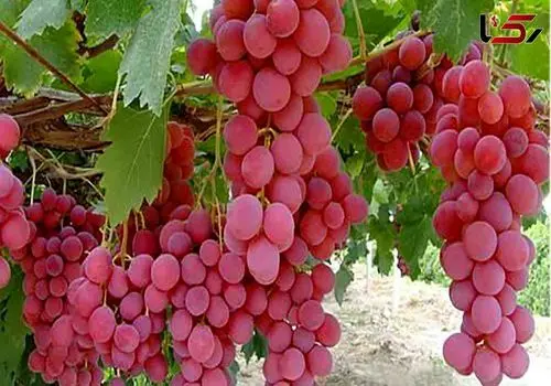 این میوه بهشتی داروی طبیعی برای کاهش فشارخون و تقویت حافظه است