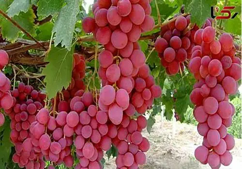 این میوه بهشتی داروی طبیعی برای کاهش فشارخون و تقویت حافظه است