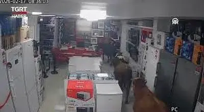 وقتی گاوها تصمیم گرفتند خرید بروند! ورود منظم‌شان به فروشگاه سوژه شد
+ویدیو
