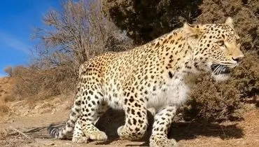 برخورد قطار با یک قلاده پلنگ درتهران+عکس