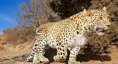 برخورد قطار با یک قلاده پلنگ درتهران+عکس