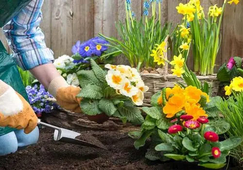 گل رز را به قیمت پارسال بخرید