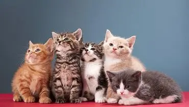 زبان بدن گربه ها به روایت تصویر+ عکس