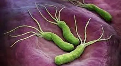 میکروب معده چیست؟
