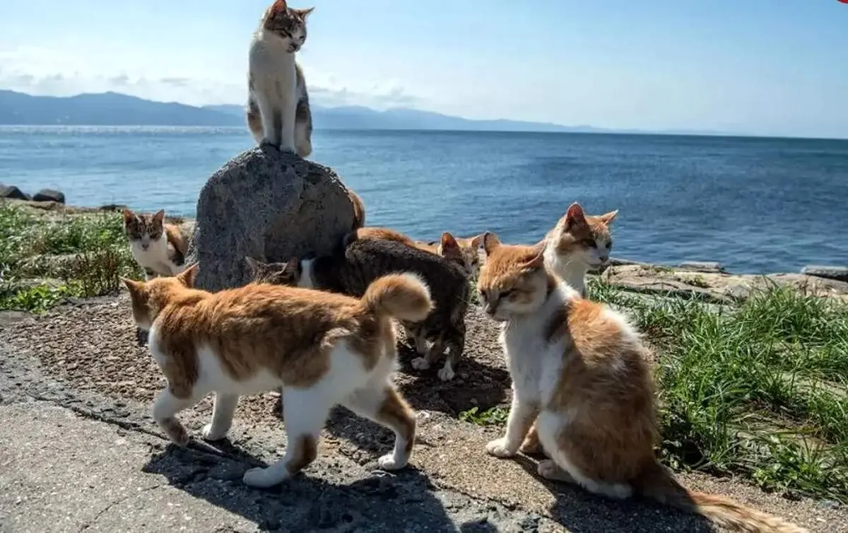 ماجرای جالب جزیرۀ مخصوص گربه‌های پیر