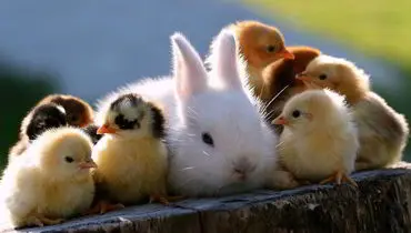 حیوانات مختلف از چه فاصله ای با هم ارتباط برقرار میکنند؟+ فیلم 