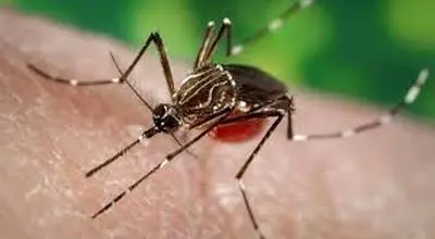 علت بیماری چیکونگونیا و راههای درمان آن 
