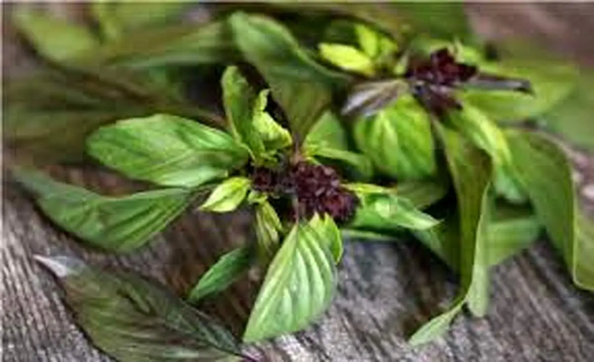 تحقیق درباره خواص و مضرات ریحان
