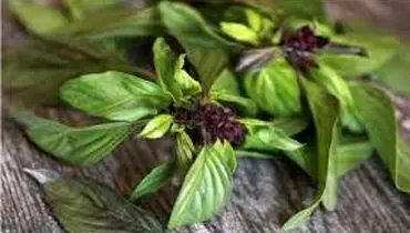 تحقیق درباره خواص و مضرات ریحان
