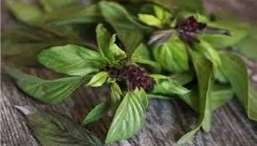 تحقیق درباره خواص و مضرات ریحان
