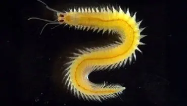 چشمان این جانور هرگز پیر نمیشوند!