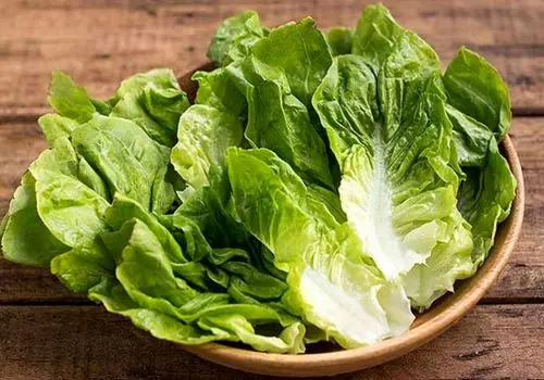 کدام بخش کاهو نیترات بیشتری دارد؟ 
