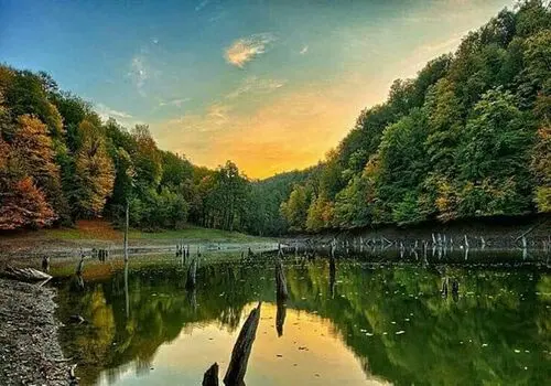 شکار لحظه جالب عبور آهوها از جنگل سرخه حصار+ فیلم