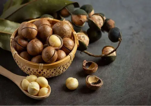 فواید مصرف فندق در بهبود کبد چرب
