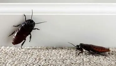 سوسک‌ها، عامل پنهان آلودگی هوا 