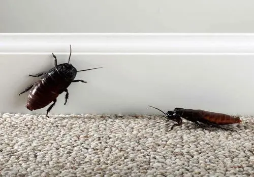 سوسک‌ها، عامل پنهان آلودگی هوا 