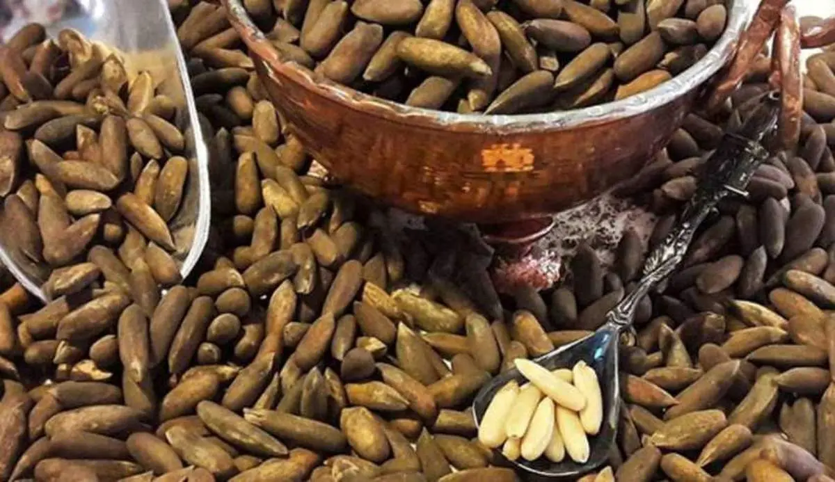 روش استخراج چلغوز از طبیعت! +فیلم