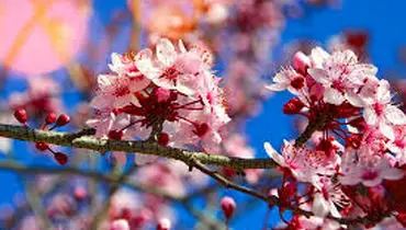 وقتی زیبایی شکوفه های گیلاس برای خودروها دردسرساز می شود + فیلم