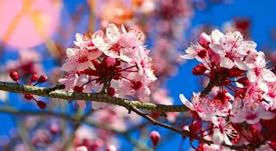 وقتی زیبایی شکوفه های گیلاس برای خودروها دردسرساز می شود + فیلم