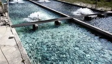قیمت انواع ماهی ۶ آبان ۱۴۰۴
