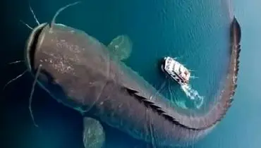 گربه‌ماهی غول‌پیکر در کمین کبوترهای بی‌خبر 