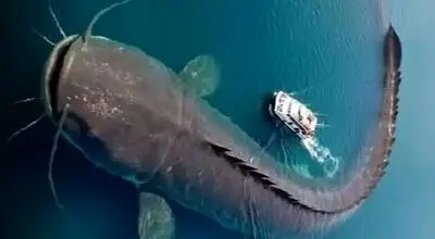 گربهماهی غولپیکر در کمین کبوترهای بیخبر