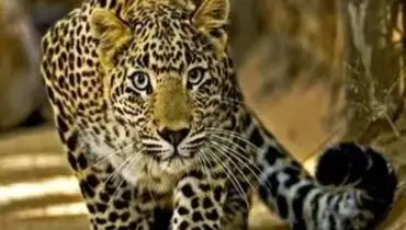 حضور پلنگ در حیاط خانه‌ یک روستایی/ویدیو 