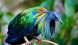 با زیباترین کبوترهای جهان آشنا شوید!+ فیلم