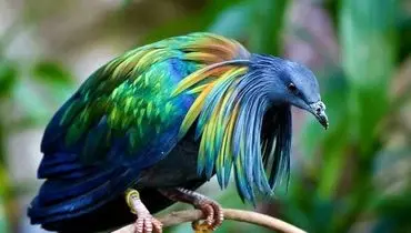 با زیباترین کبوترهای جهان آشنا شوید!+ فیلم