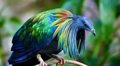 با زیباترین کبوترهای جهان آشنا شوید!+ فیلم